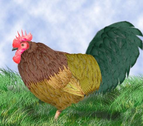 Creation of Rooster: Step 5